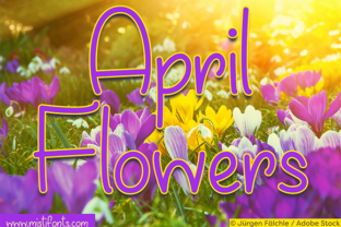 April Flowers Font for Business Branding